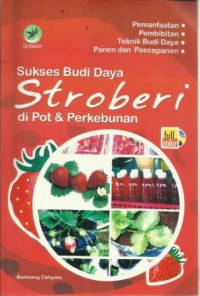 Sukses Budi Daya Stroberi di Pot & Perkebunan