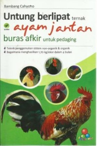 Untung Berlipat Ternak Ayam jantan Buras Afkir Untuk Pedagang
